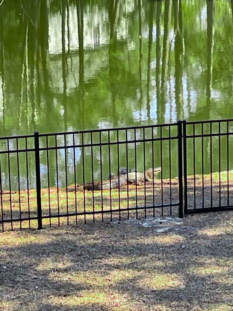 fence_sc_4ft_aluminum_with_alligator